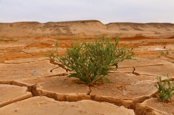 Population dynamics and climate change - Round Table Discussion with Raya Muttarak - 15 October 2021 at 8 pm (CEST)